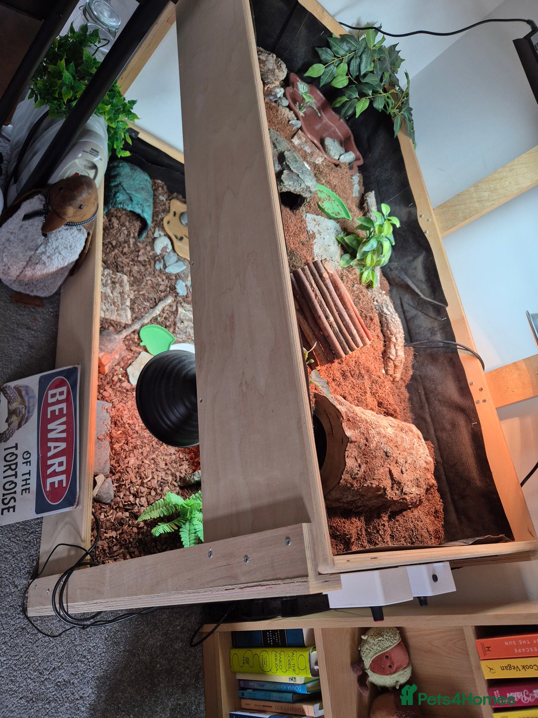 Tortoise reptiles for sale: 2x horsfields and full setup to go to right home - Image 4