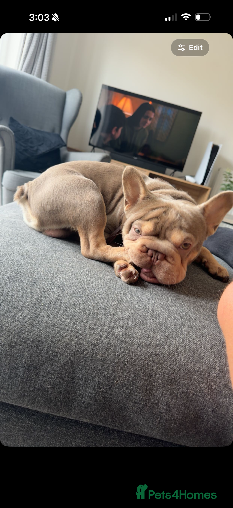 French Bulldog dogs for sale: Frenchie bulldog  in Preston - Advert 2