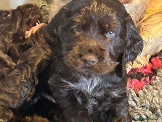 Cocker Spaniel dogs 💚2 boys available 💚show cocker spaniel puppies - Advert 2