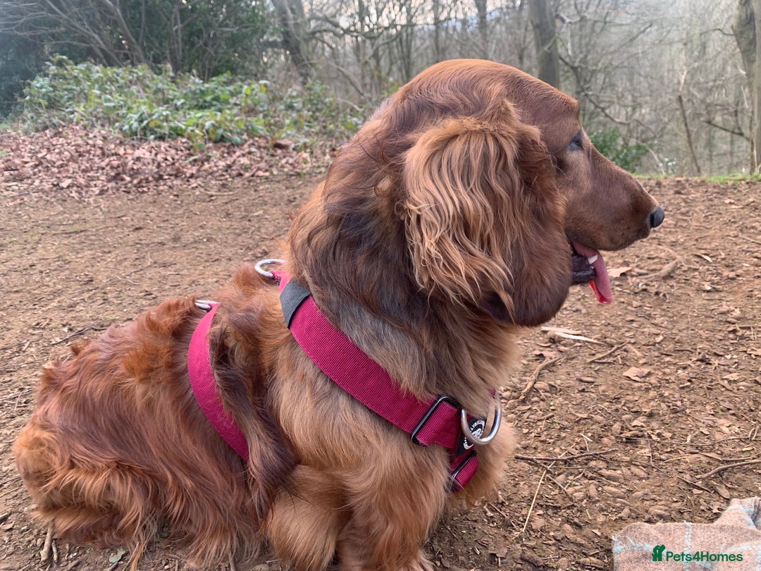 Dachshund dogs for sale: Long haired standard Daschund  - Advert 3