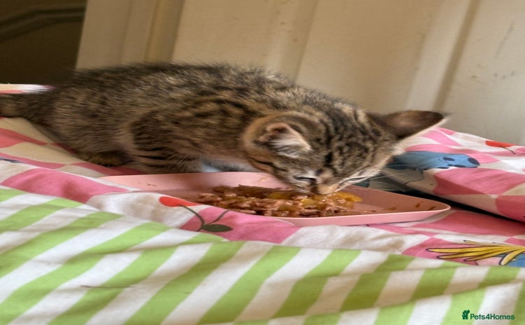 Domestic Shorthair cats - Advert 1