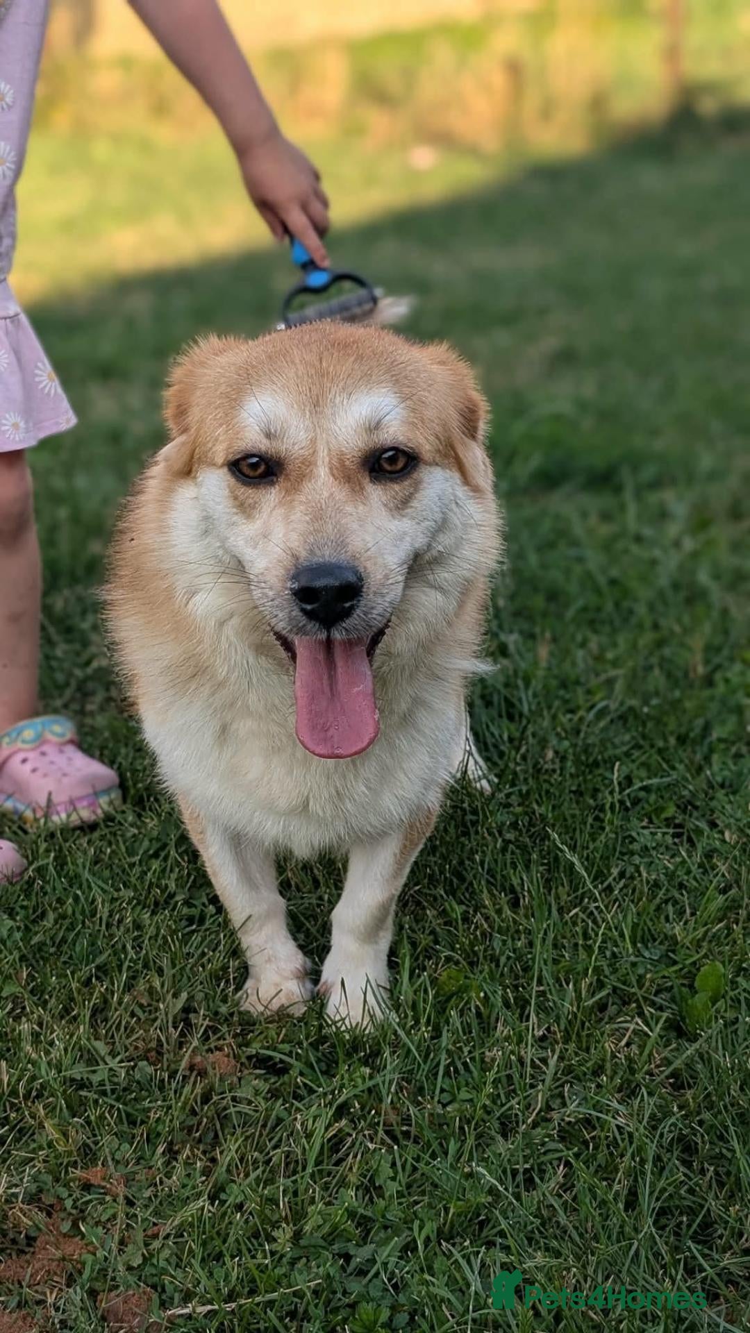 Mixed Breed dogs Malika for adoption!  - Advert 1