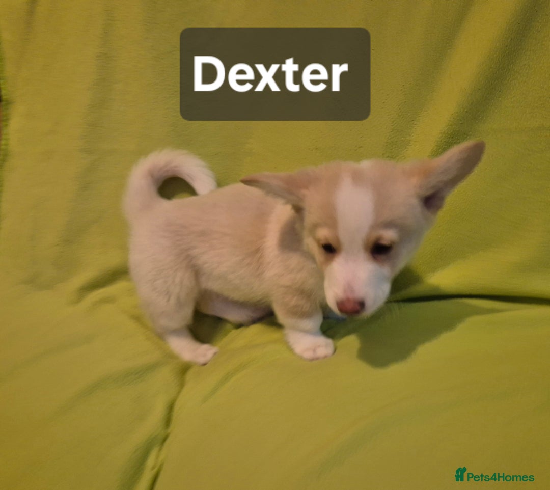 Welsh Corgi Pembroke dogs for sale: 8  Wales Pembroke Corgi puppy's - Advert 30