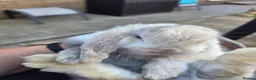 Mini Lop rabbits for sale: Beautiful mini lops - Advert 11