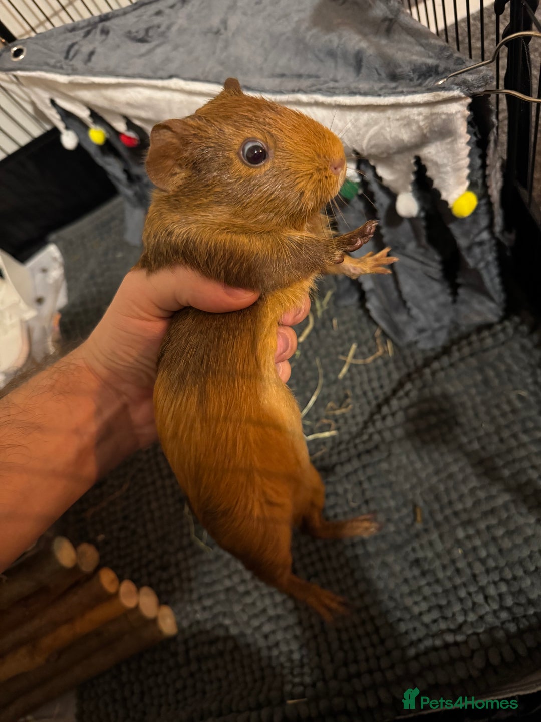 Guinea Pig rodents for sale: 3 Female Gunei Pigs with set up and cage - Image 4