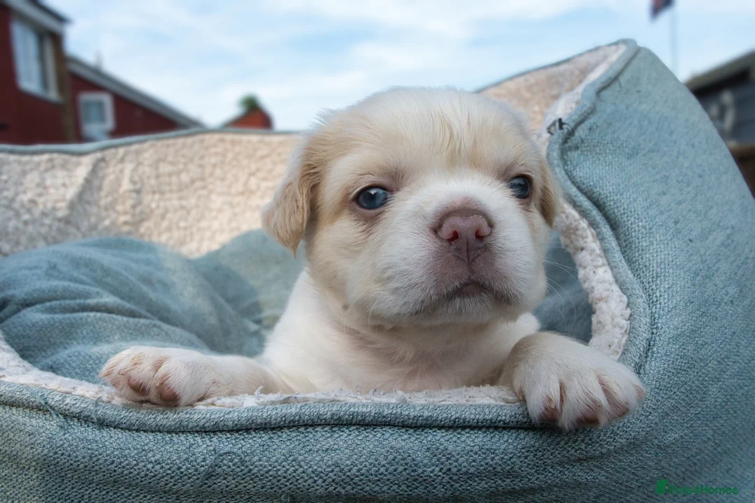 French Bulldog dogs for sale: RARE FLUFFY FRENCH BULLDOGS | 5KC REG | DNA CERT - Advert 2