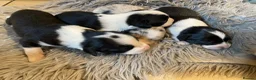 Sprollie dogs for sale: ⚡️Stunning Sprollie Puppies⚡️ - Advert 8