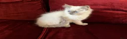 Ragdoll cats for sale: GCCF Registered purebred Ragdoll kittens - Advert 5