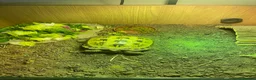 Tortoise reptiles for sale: Horsefield tortoise  - Advert 1