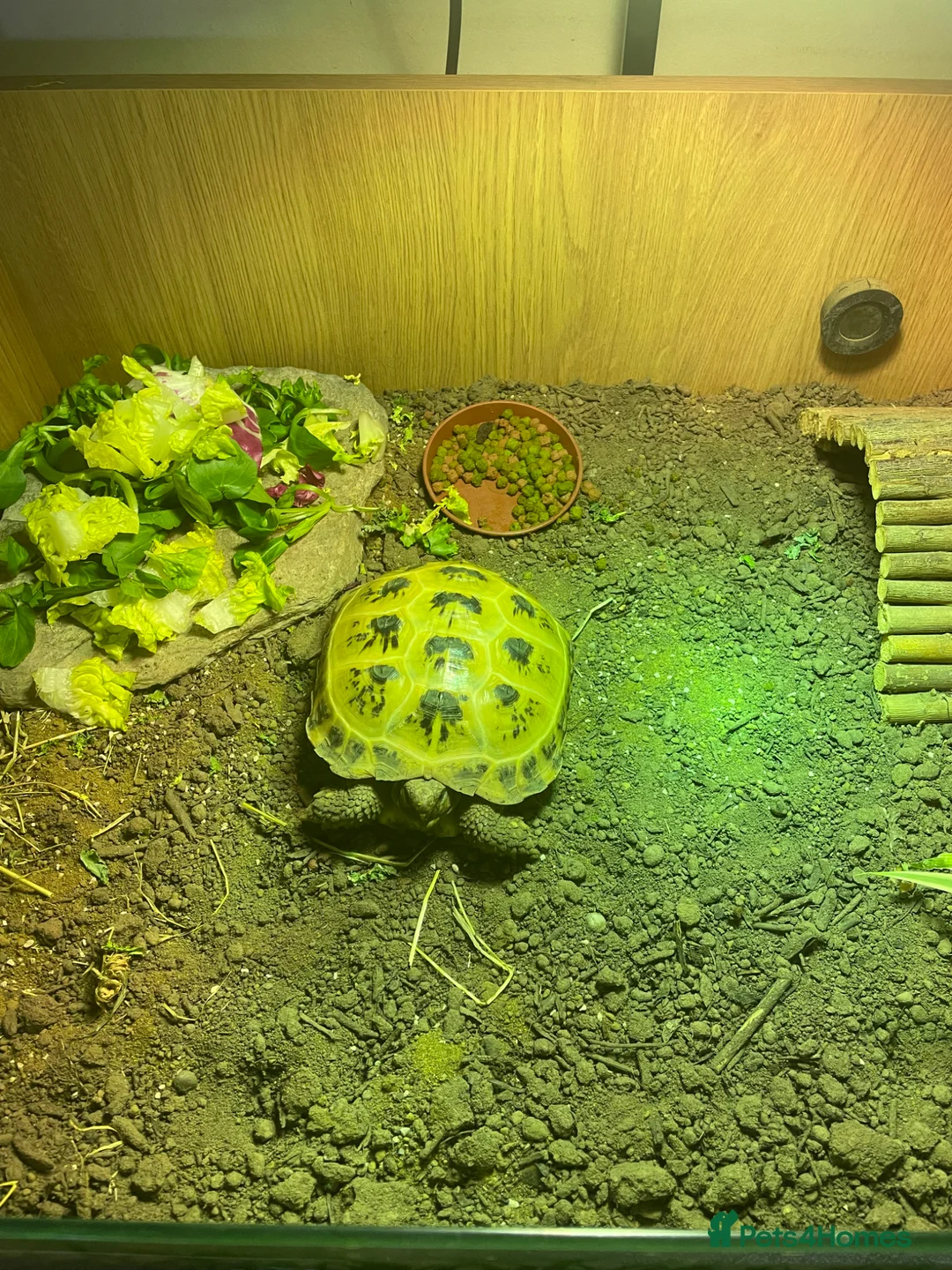 Tortoise reptiles for sale: Horsefield tortoise  - Advert 1