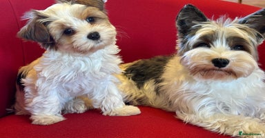 Yorkshire Terrier dogs Rare Blueberry Yorkshire terrier (tested parent) - Advert 13