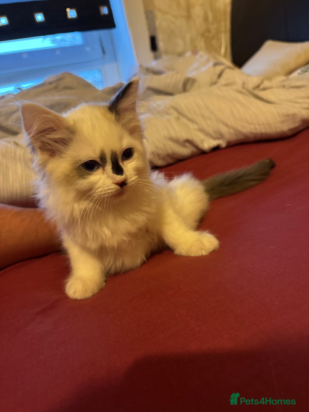 Ragdoll cats for sale: Ragdoll kittens 10 weeks old ready to go - Image 2