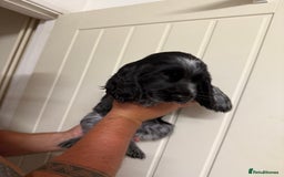 Cocker Spaniel dogs for sale: Show type Cocker Spaniels, ready to leave - Image 10