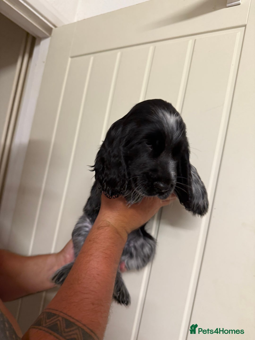 Cocker Spaniel dogs for sale: Show type Cocker Spaniels, ready to leave - Image 10