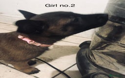 Belgian Shepherd Dog dogs for sale: Dutch shepherd/ Belgian malinois  - Image 11