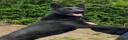 German Shepherd dogs for sale: KC Reg Stunning Working Line German Shepherd Pups - Advert 1