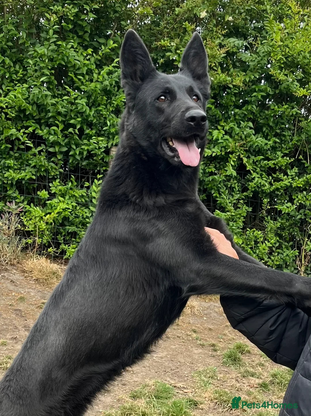German Shepherd dogs for sale: KC Reg Stunning Working Line German Shepherd Pups - Advert 1