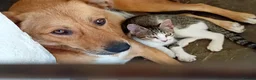 Mixed Breed dogs for adoption: 🐶🐱 BELLA & MINNIE - A BEAUTIFUL FRIENDSHIP  🐾❤️ - Advert 1