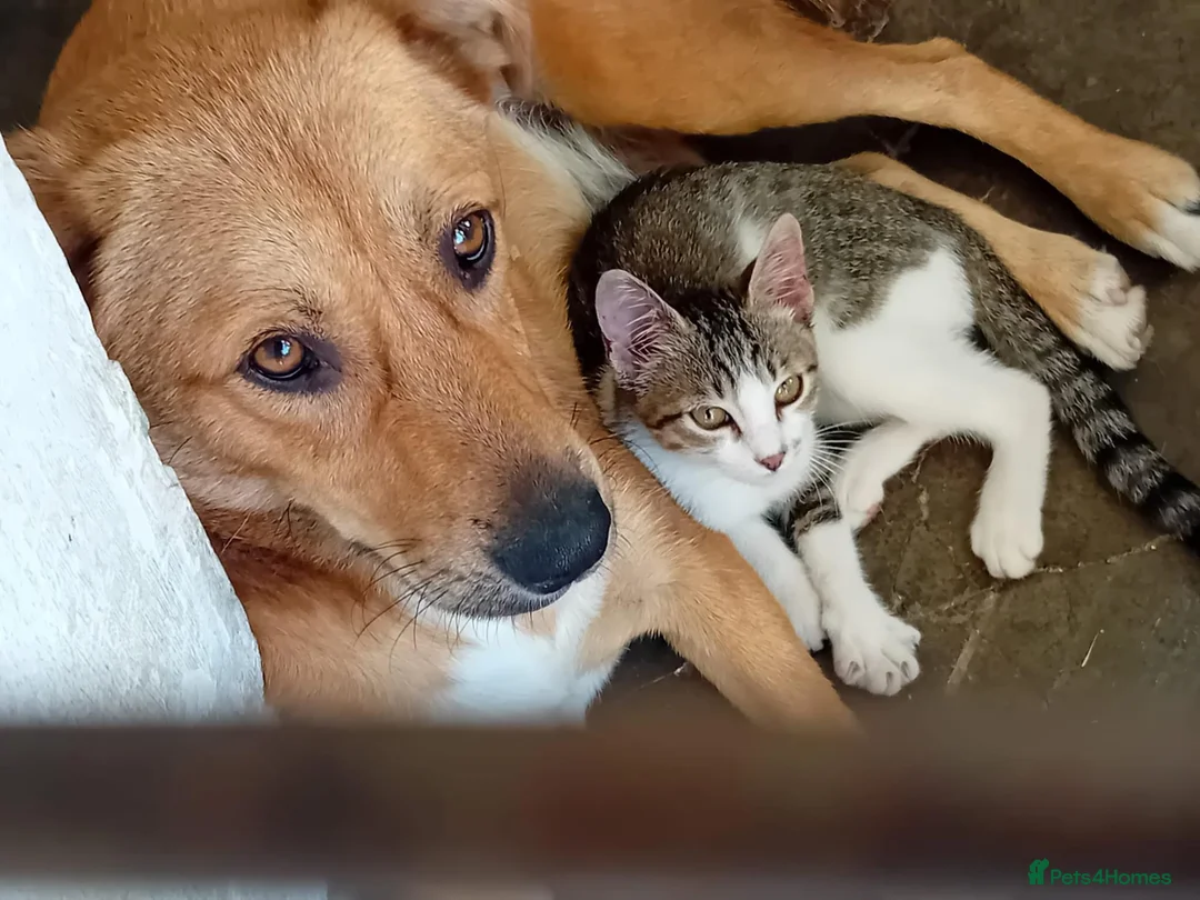 Mixed Breed dogs for adoption: 🐶🐱 BELLA & MINNIE - A BEAUTIFUL FRIENDSHIP  🐾❤️ - Advert 1