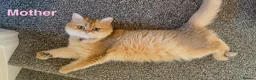British Shorthair cats for sale: Premium Pedigree British Shorthair Golden Kittens - Advert 2
