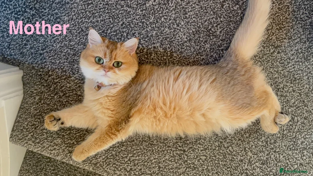 British Shorthair cats for sale: Premium Pedigree British Shorthair Golden Kittens - Advert 2