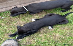 Mixed Breed dogs for sale: Labrador cross lurcher (lurcherdors) in Northallerton - Image 9