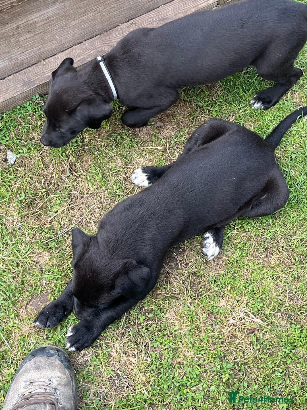 Mixed Breed dogs for sale: Labrador cross lurcher (lurcherdors) in Northallerton - Image 9