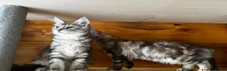 Maine Coon cats for sale: Maine Coon kittens - Advert 24