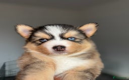 Pomsky dogs for sale: Family-Raised Pomsky Pups - Advert 5