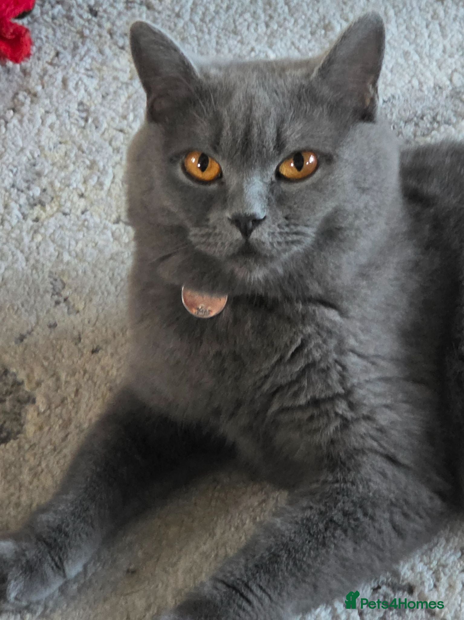 Scottish Fold cats 7 Scottish fold 😍beautiful  healthy kittens - Advert 11