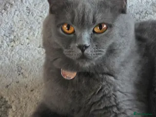 Scottish Fold cats 7 Scottish fold 😍beautiful healthy kittens - Advert 4