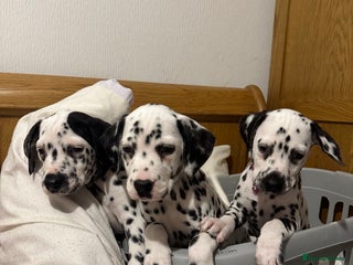 Dalmatian dogs Dalmatian puppy’s - Advert 2