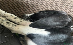 Mixed Breed dogs for sale: This is Oswald mix bread  - Advert 1