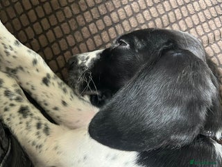 Mixed Breed dogs This is Oswald mix bread - Advert 2