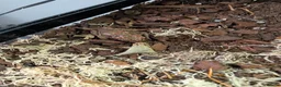 Toad reptiles for sale: 3 Moroccan toads and set up - Advert 3