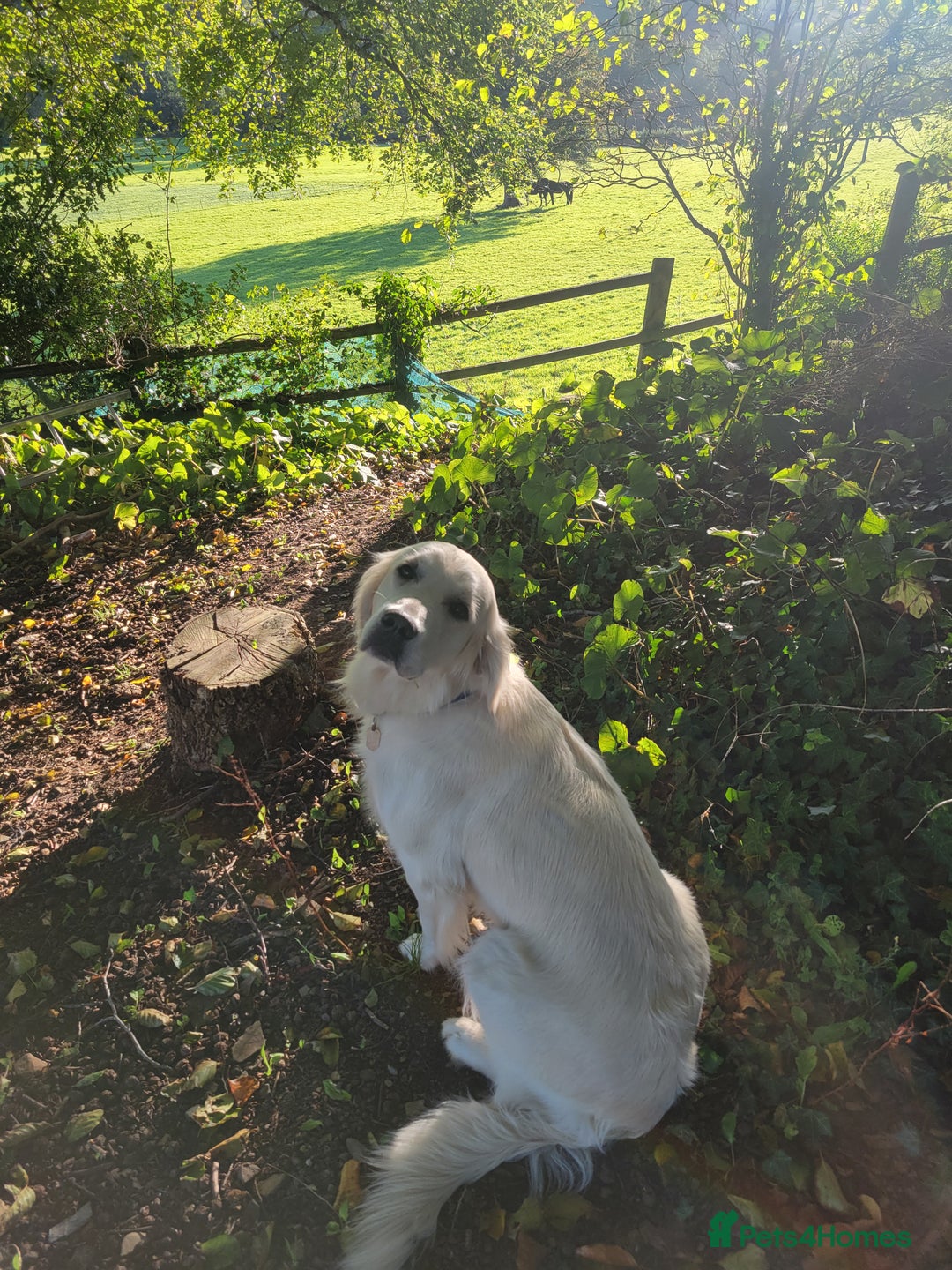 Golden Retriever dogs for sale: One available golden retrievers from therapy lines - Image 2