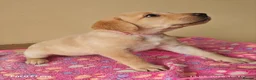 Labrador Retriever dogs for sale: Exceptional Home Raised Labrador Puppies in Nottingham - Advert 18