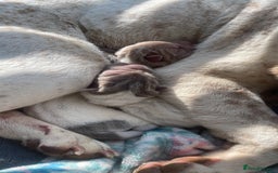 Shar Pei dogs for sale: Flower shar pai  - Image 4