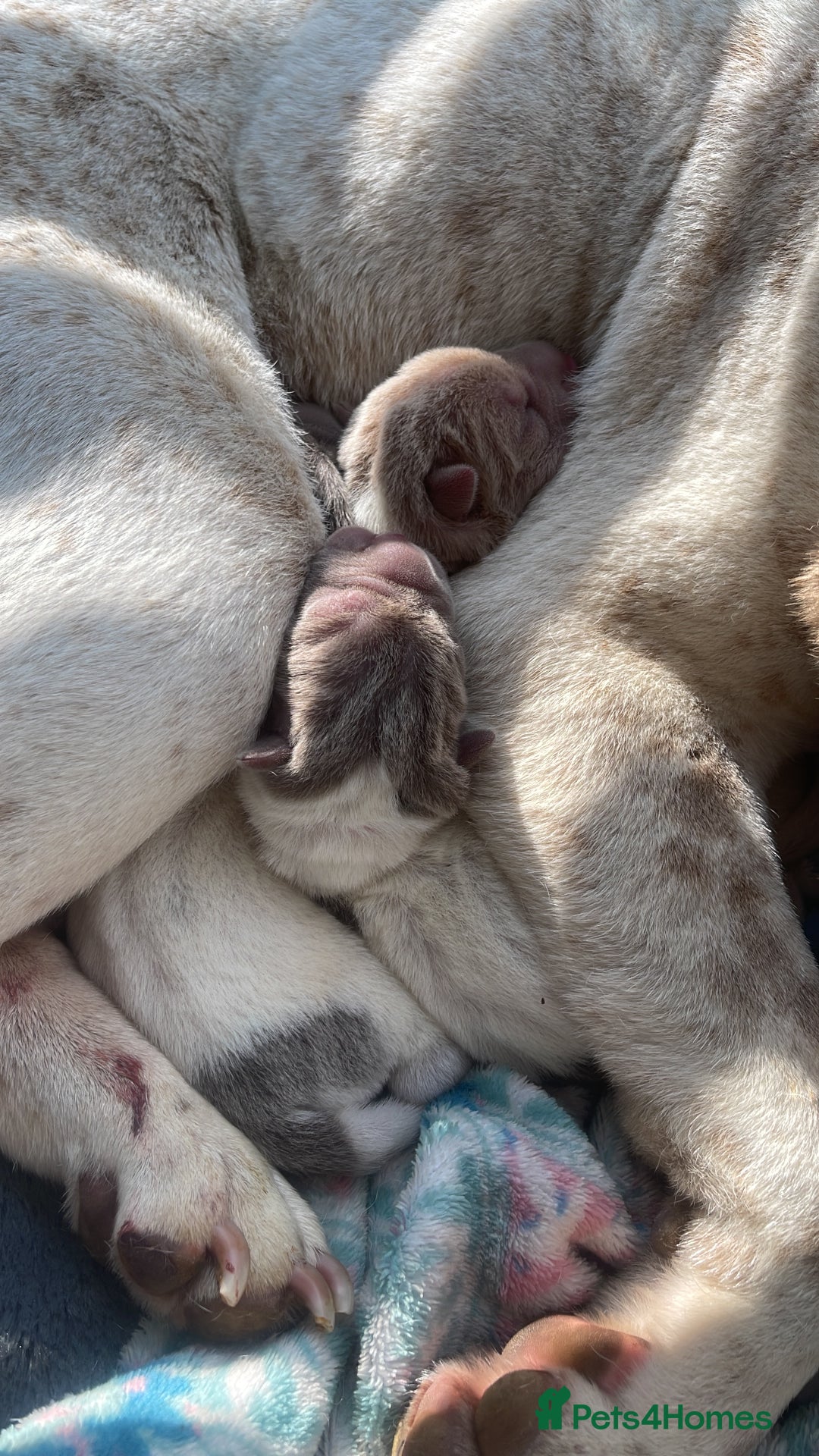 Shar Pei dogs for sale: Flower shar pai  - Image 4