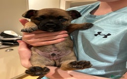 Mixed Breed dogs for sale: Follie (French bulldog / border collie) pups 4sale - Image 14