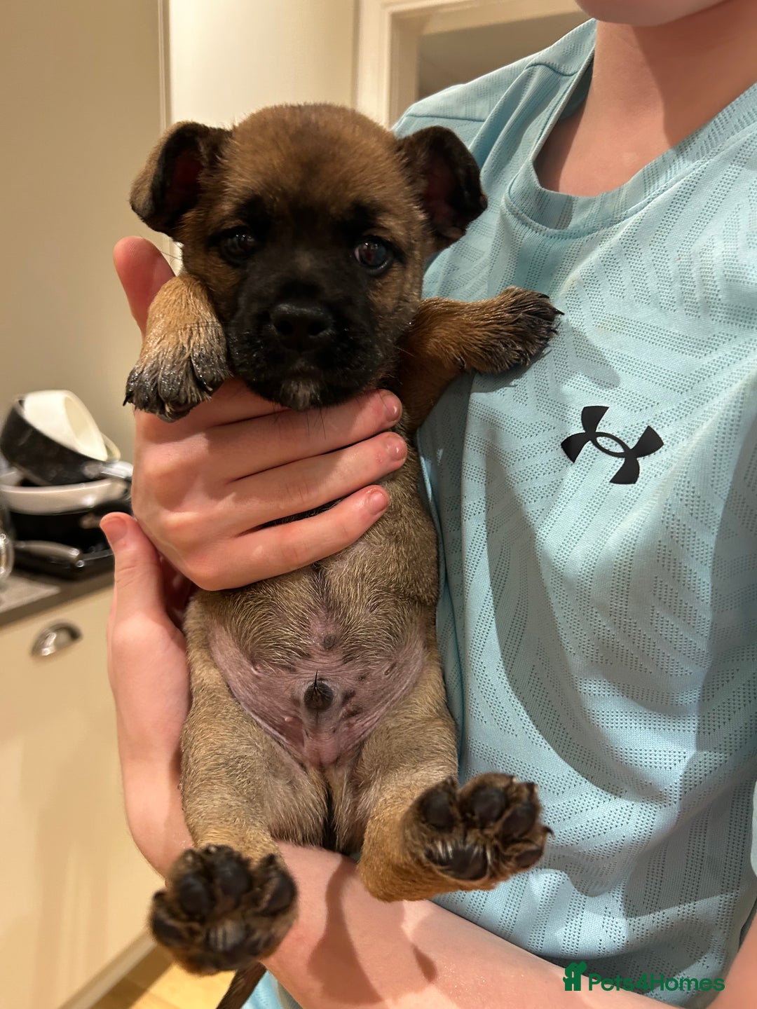 Mixed Breed dogs for sale: Follie (French bulldog / border collie) pups 4sale - Image 14