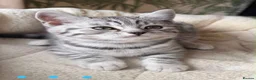 British Shorthair cats for sale: Black Silver Spotted/Tabby British Shorthair  - Advert 4