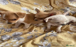 Chihuahua dogs for sale: Adorable Chihuahuas £650-£700 “Boys & Girls’ - Image 7