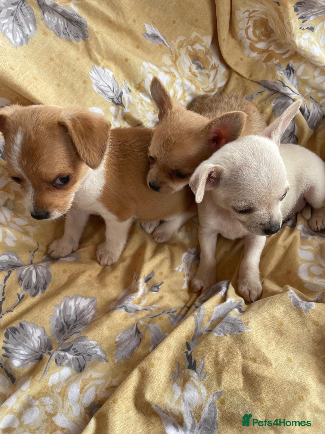 Chihuahua dogs for sale: Adorable Chihuahuas £650-£700 “Boys & Girls’ - Image 7