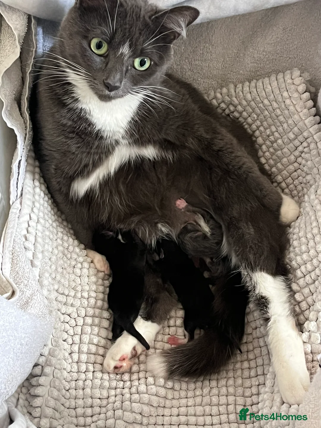 Mixed Breed cats for sale: Two female Tuxedo kittens for sale - Advert 5