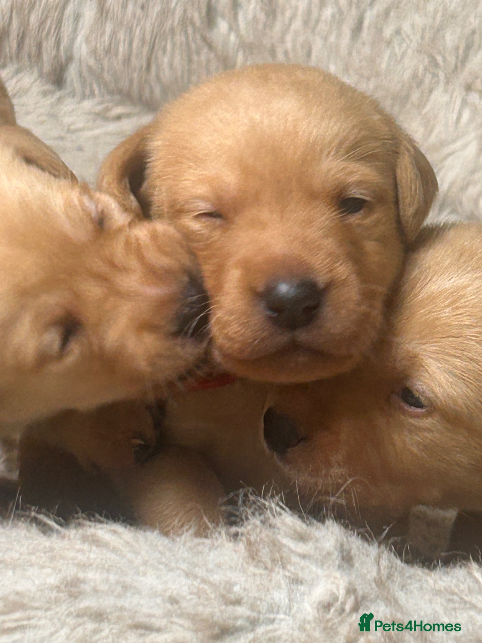 Labrador Retriever dogs for sale: Exceptional red fox Labrador  in Washington - Advert 5
