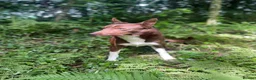 Border Collie dogs for stud: OPEN TRIAL WINNER - Health tested and registered - Advert 4