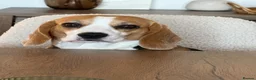 Beagle dogs for sale: Beautiful beagle girl looking for a forever home in Doncaster - Advert 3