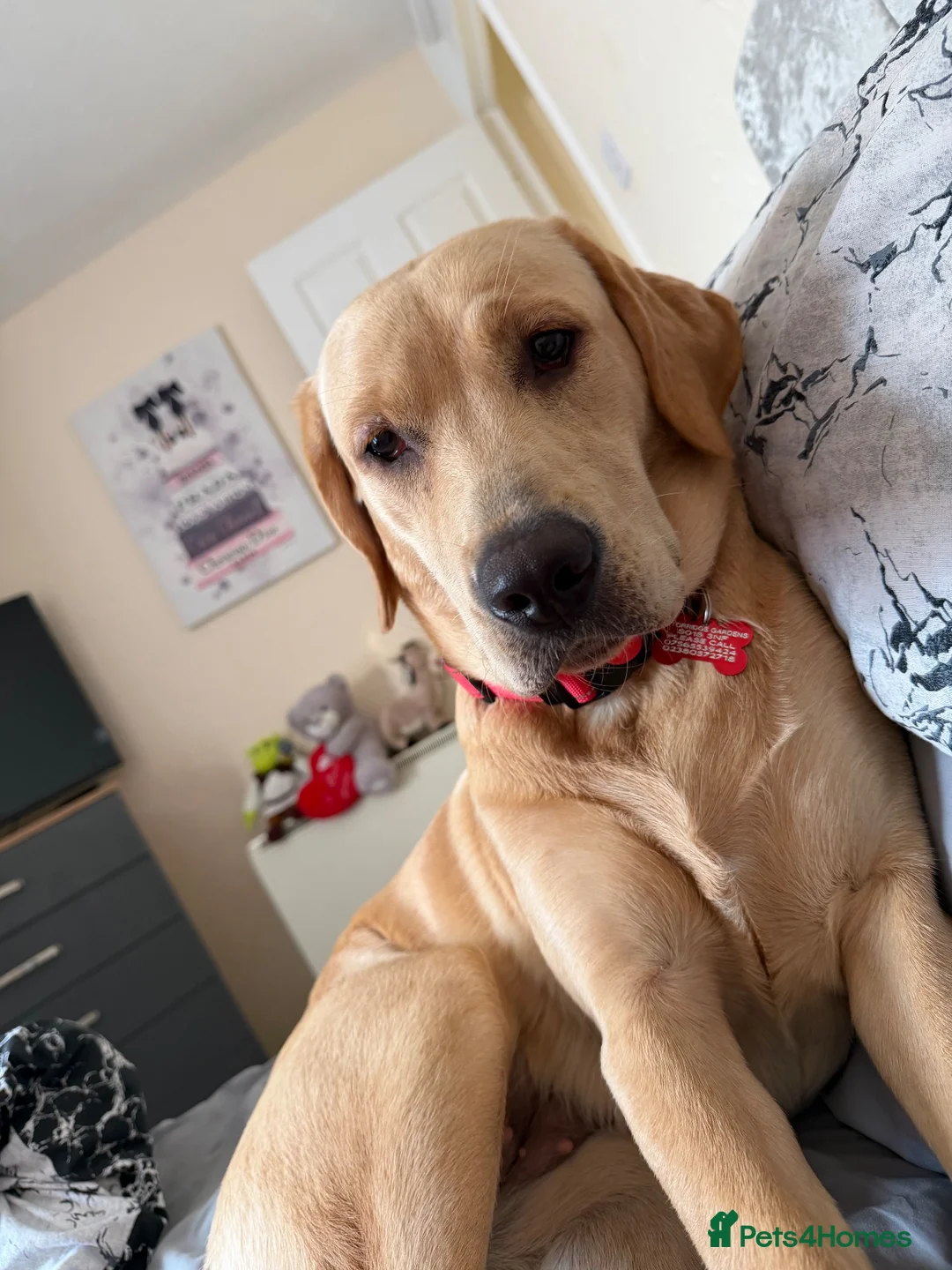 Labrador Retriever dogs for sale: 1 year old female labrador retriver - Advert 2