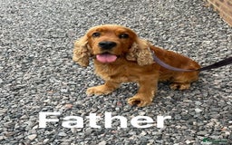Cocker Spaniel dogs for sale: OUT STANDING  GORGEOUS SHOW TYPE COCKER SPANIEL  - Image 14